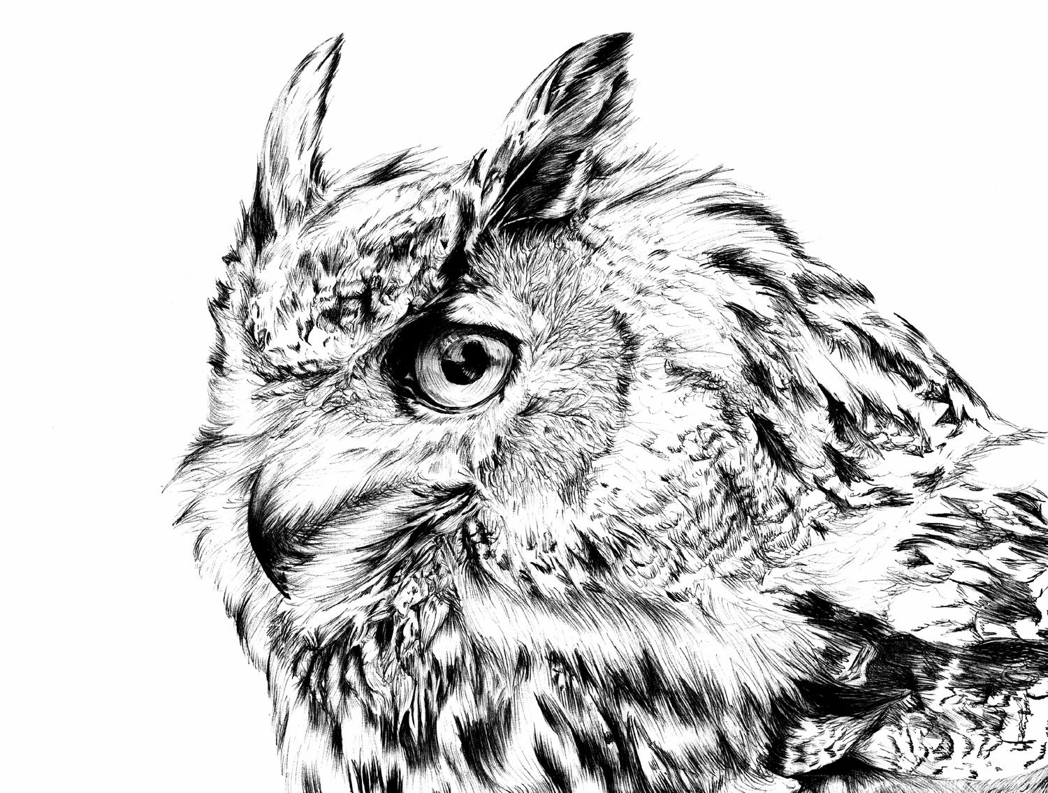 eagle-owl-laser-engraving-template-bitmap-bmp-format-file-free-download-3axis-co