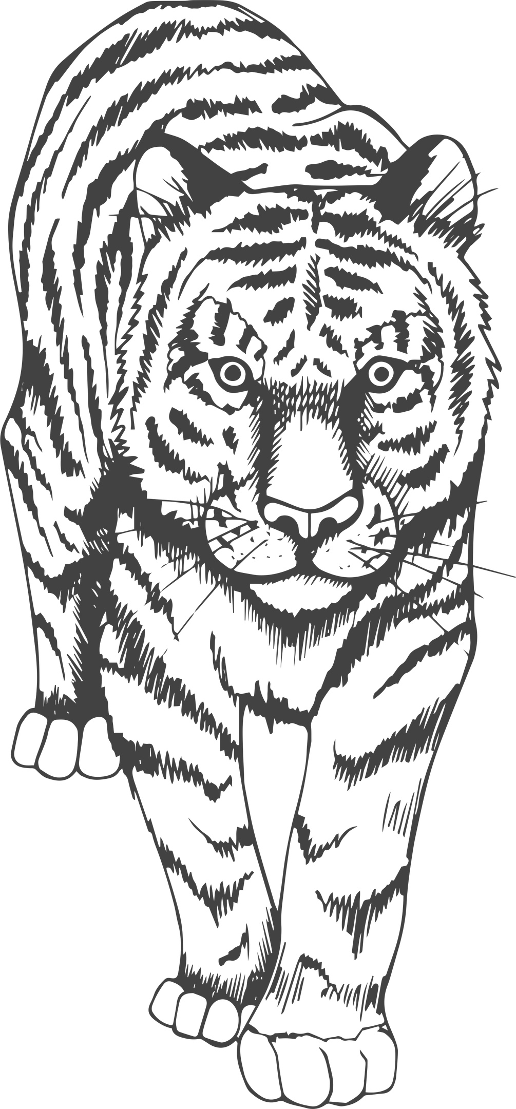Tiger Art Print Free Vector cdr Download - 3axis.co