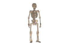 Human Skeleton Raw dxf File
