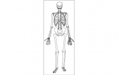 Human Skeleton dxf File