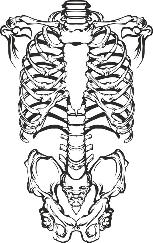 Human Skeleton Vector Free Vector cdr Download - 3axis.co