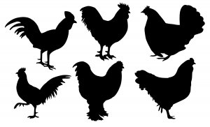 chickens dxf file